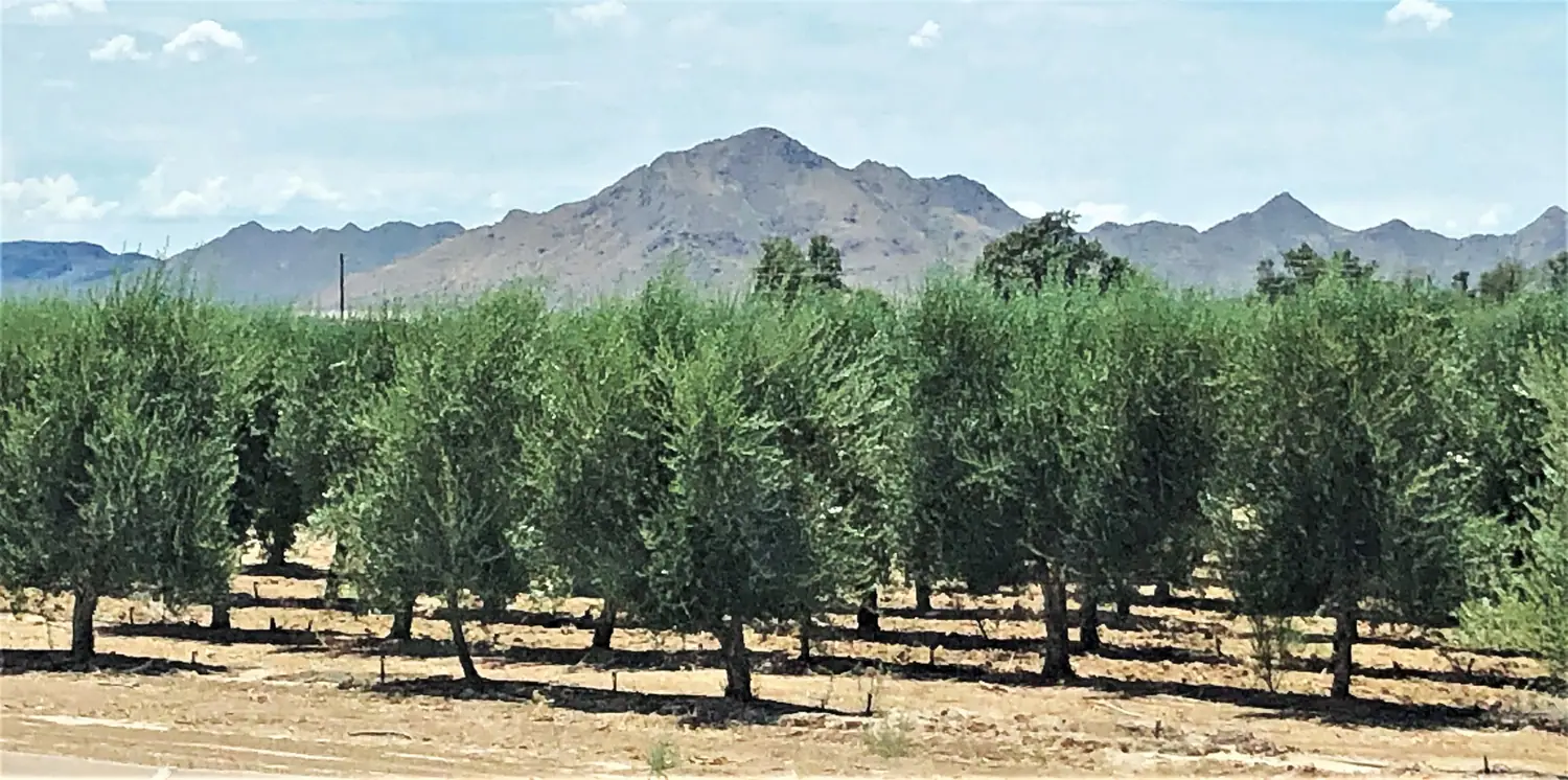 The olive grove at the Queen Creek Olive Mill