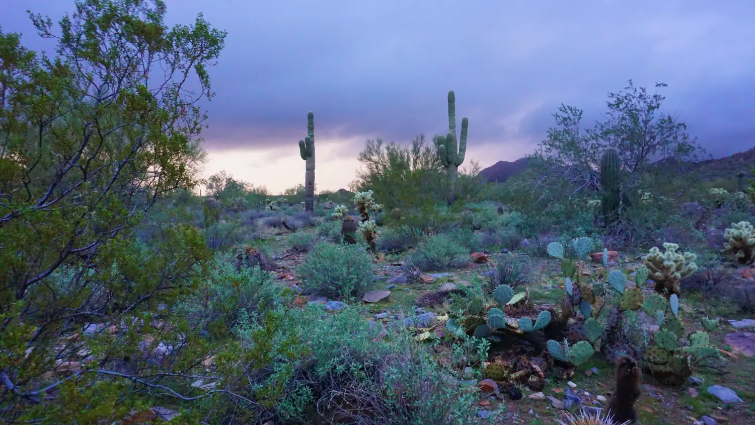 The McDowell Mountains above Scottsdale, Arizona